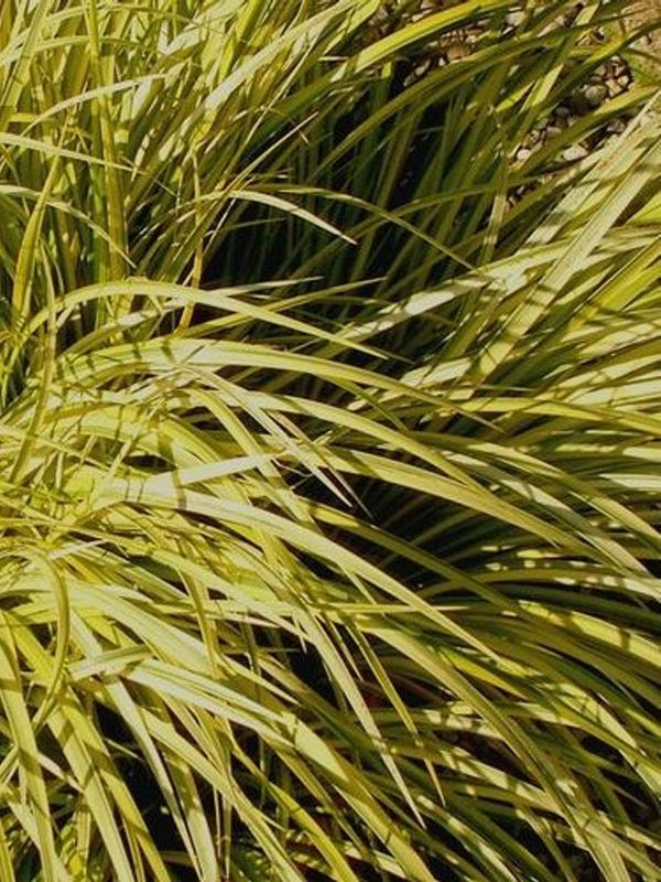 Acorus gramineus ‘Golden Delight’