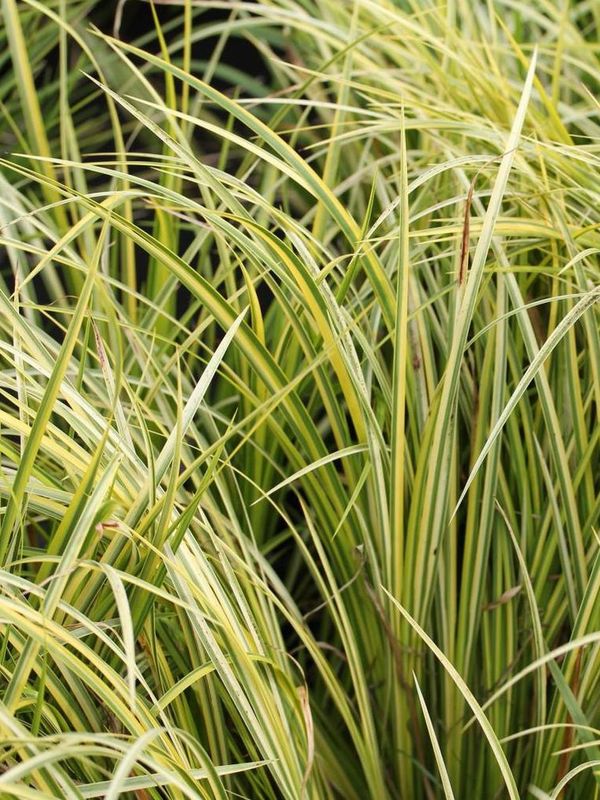 Acorus gramineus ‘Ogon’