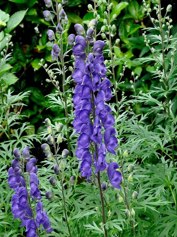 Aconitum napellus