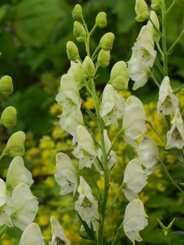 Aconitum napellus ‘Album’