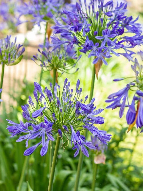 Agapanthus africanus