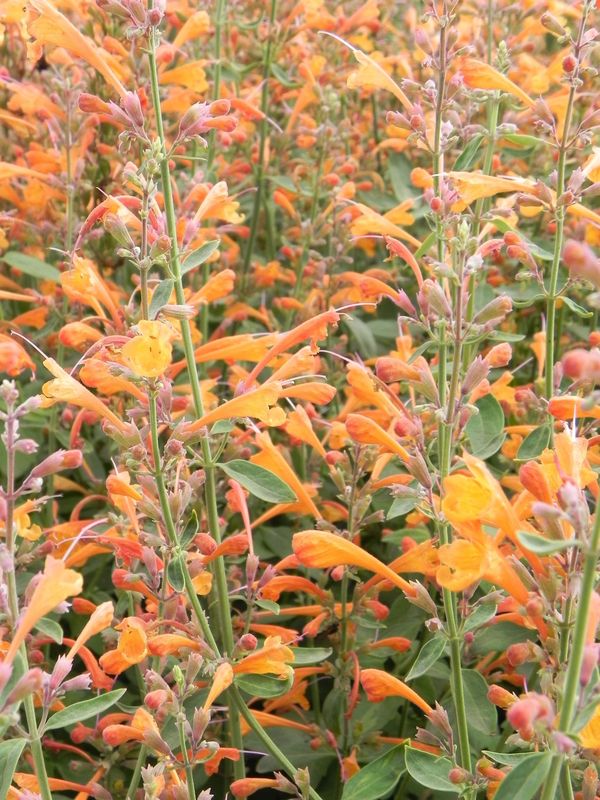 Agastache aurantiaca ‘Tango’