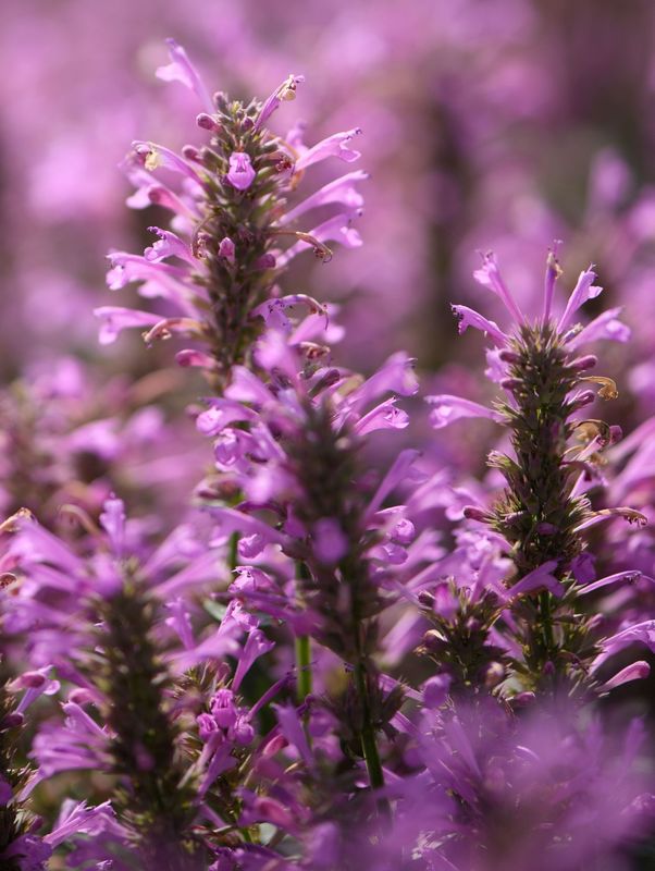 Agastache aurantiaca ‘Sunny Sparks™ Pink’