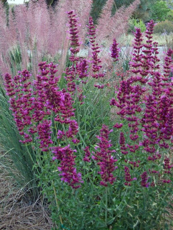 Agastache cana hybrid ‘Bolero’