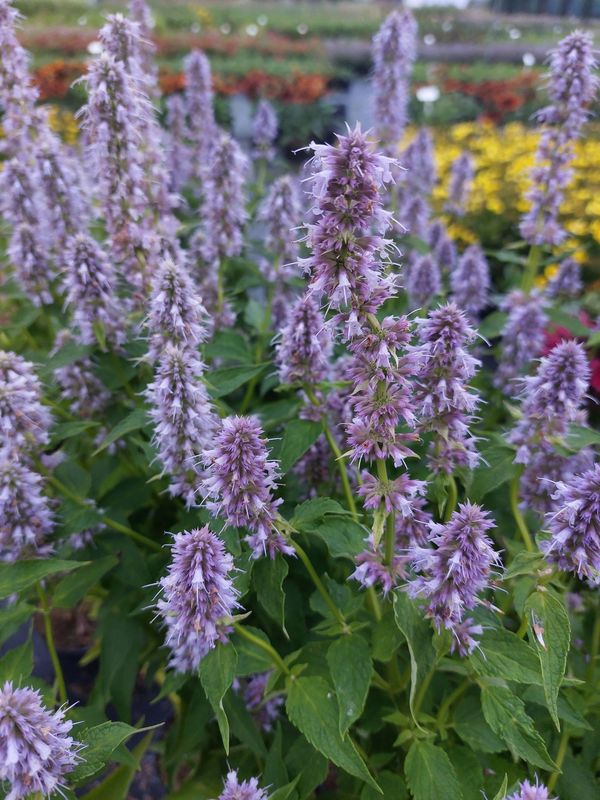 Agastache hybrid ‘Blue Fortune’