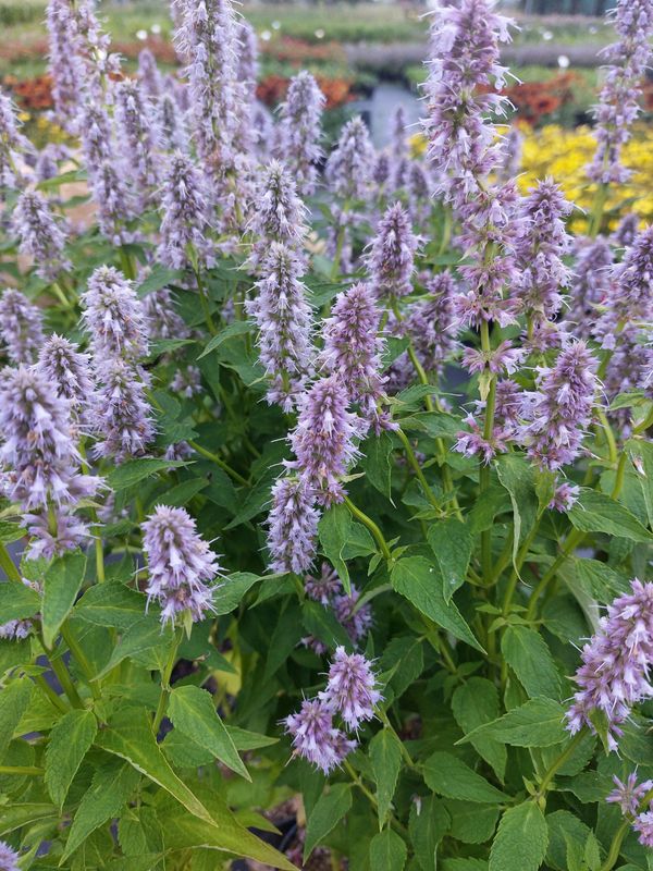 Agastache hybrid ‘Blue Fortune’
