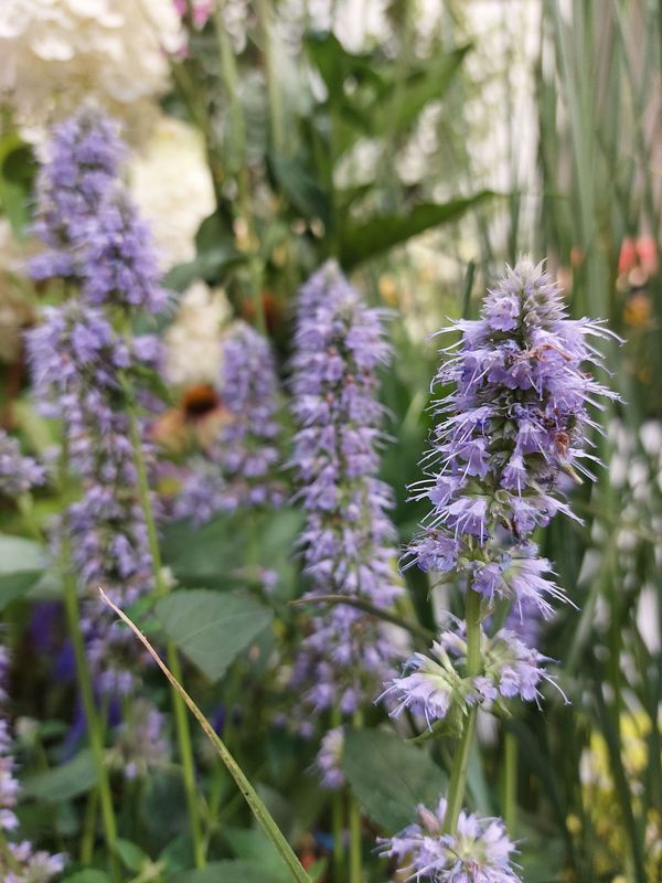 Agastache hybrid ‘Blue Fortune’