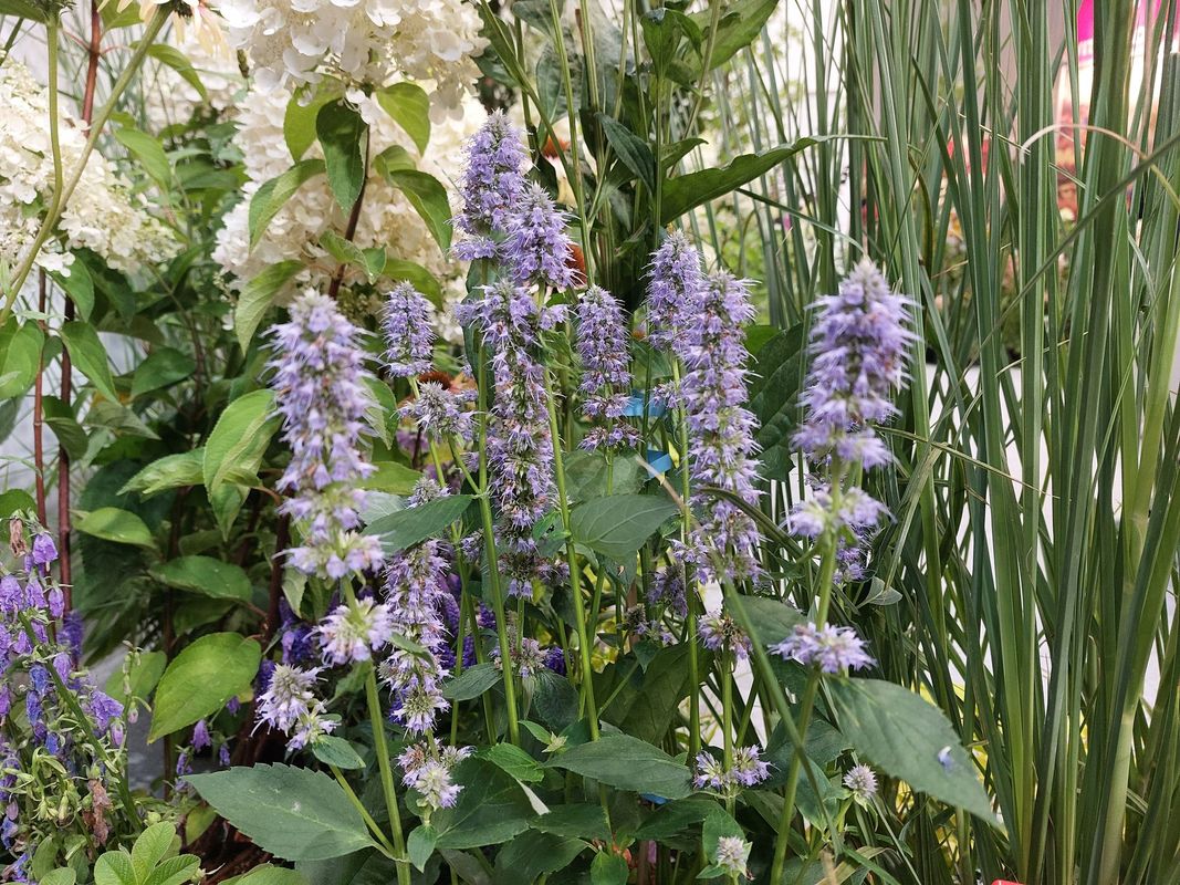 Agastache hybrid ‘Blue Fortune’
