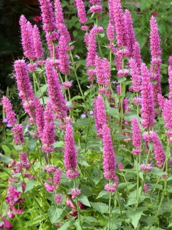 Agastache hybrid ‘Danish Delight’