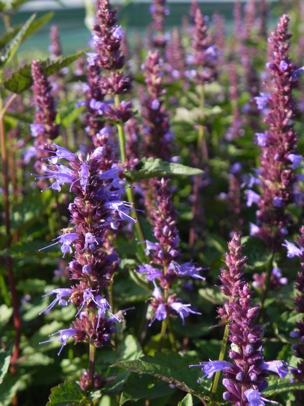 Agastache rugosa ‘Korean Mints’