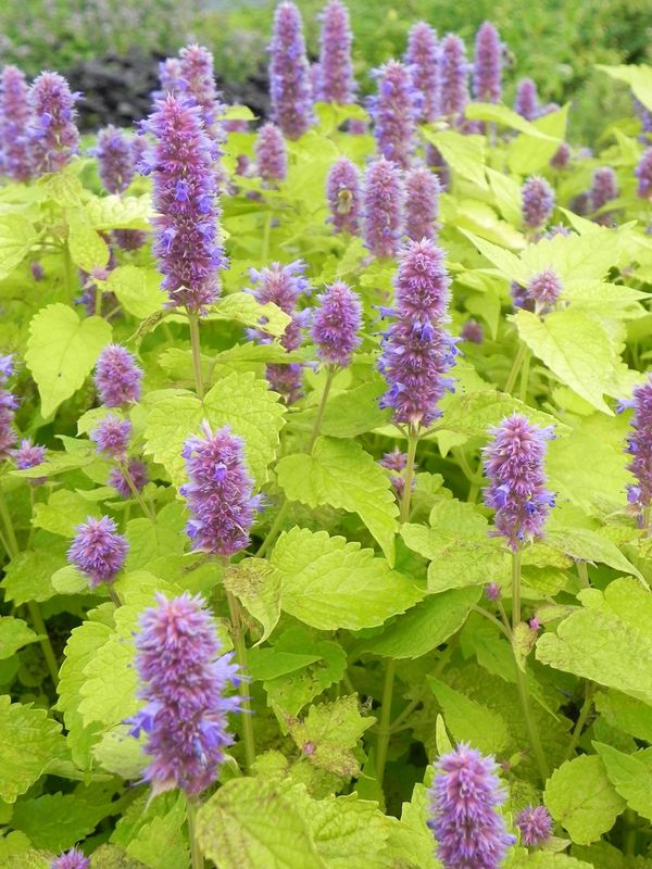 Agastache rugosa ‘Golden Jubilee’