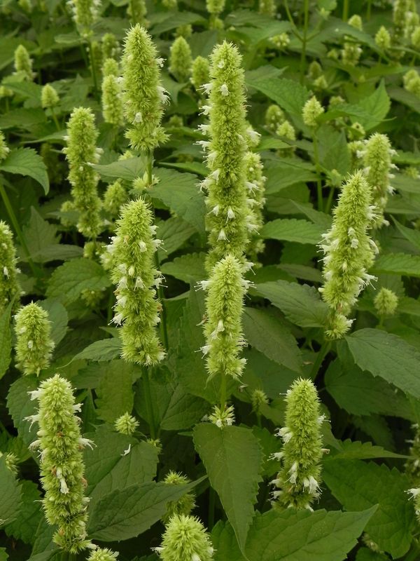 Agastache rugosa ‘Alabaster’