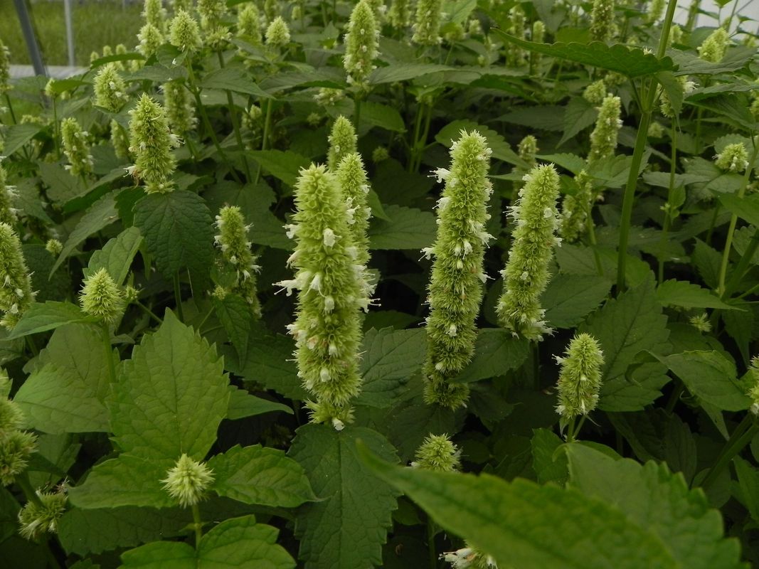 Agastache rugosa ‘Alabaster’