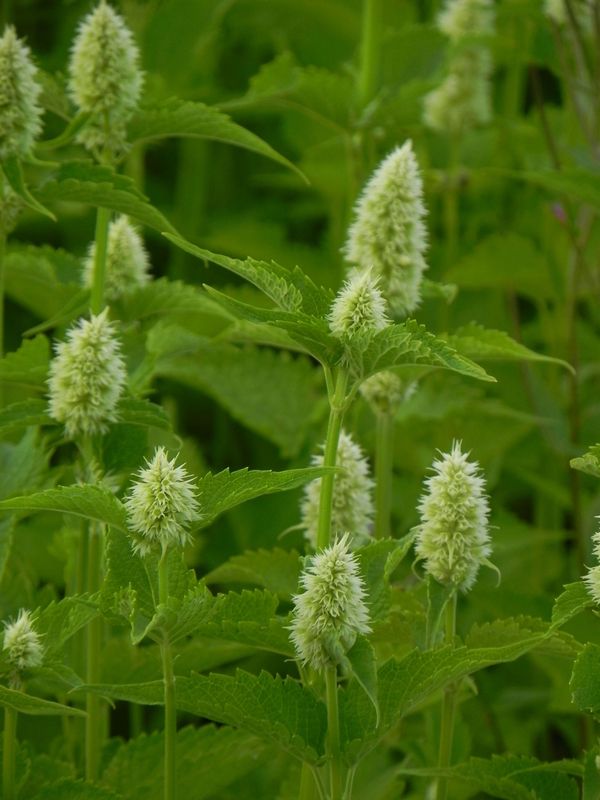 Agastache rugosa ‘Alabaster’