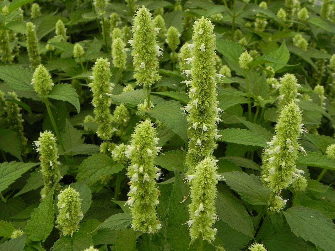 Agastache rugosa ‘Alabaster’