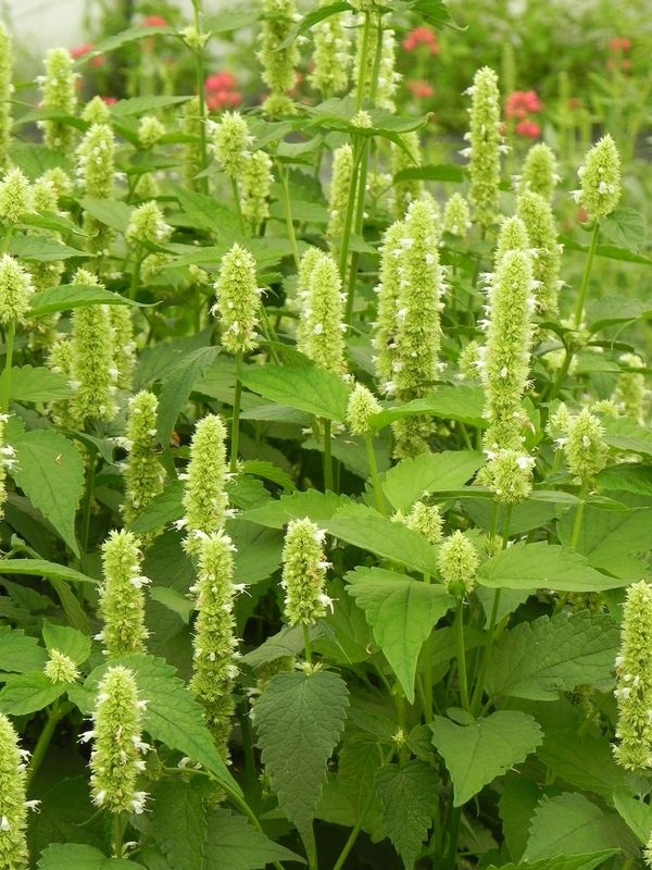 Agastache rugosa ‘Alabaster’