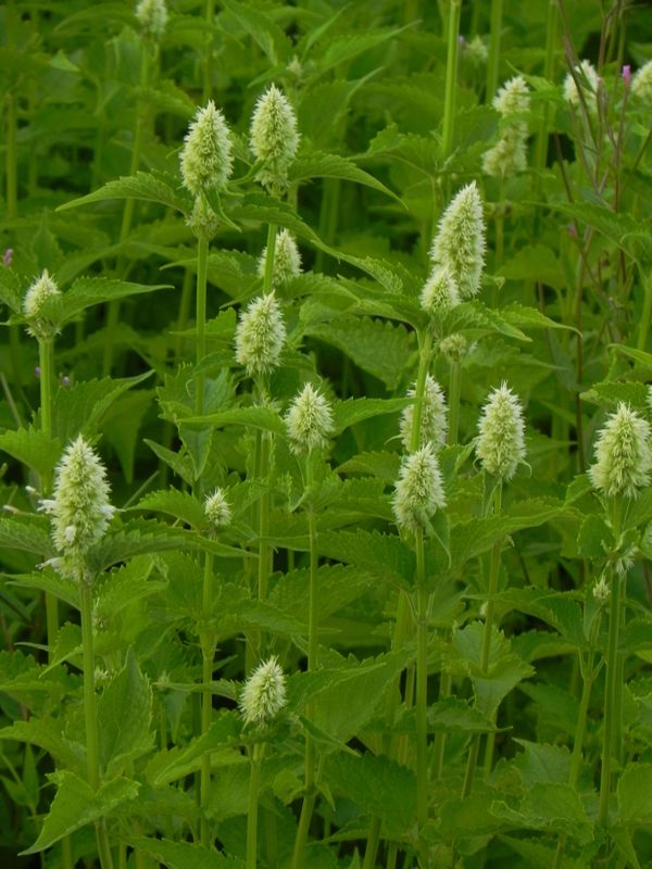 Agastache rugosa ‘Alabaster’