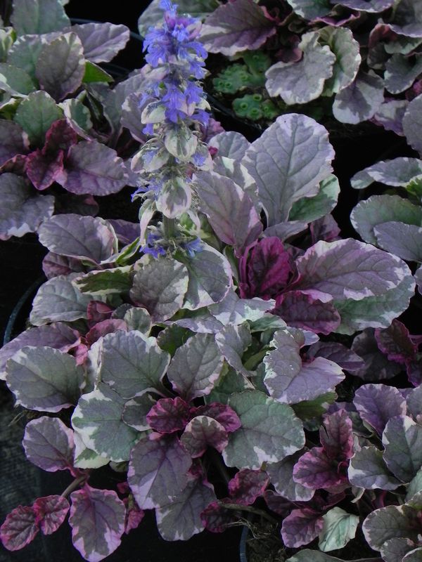 Ajuga reptans ‘Burgund Glow’