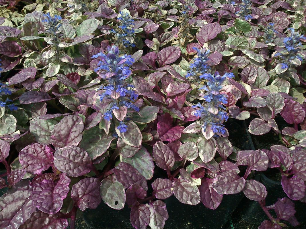 Ajuga reptans ‘Burgund Glow’
