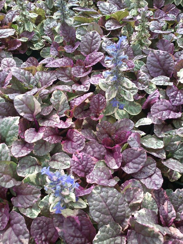 Ajuga reptans ‘Burgund Glow’