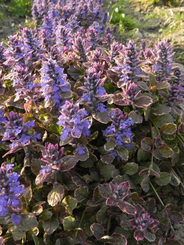 Ajuga reptans ‘Burgund Glow’