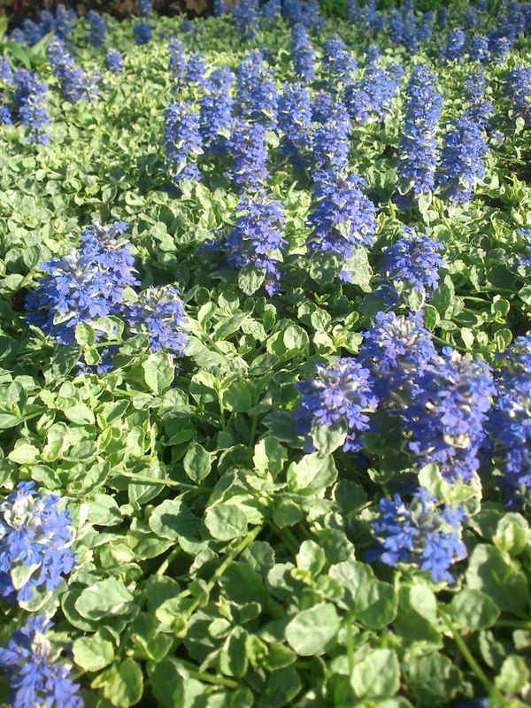 Ajuga reptans ‘Silver Queen’