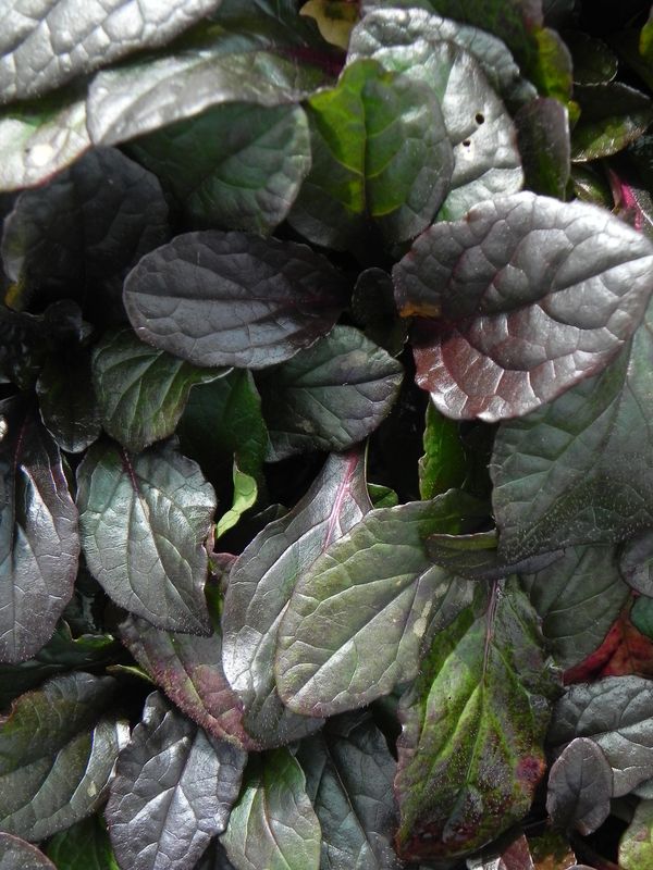 Ajuga reptans ‘Braun Hertz’