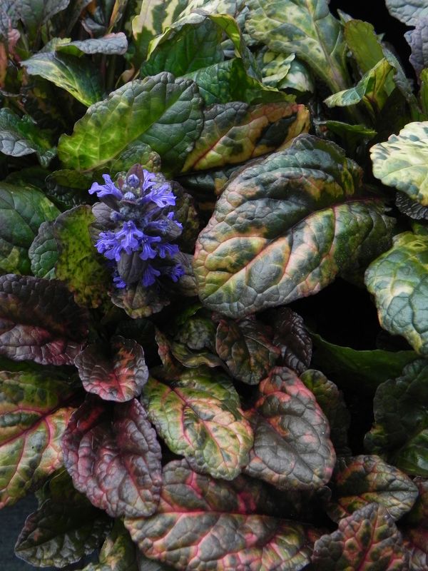 Ajuga reptans ‘Rainbow’