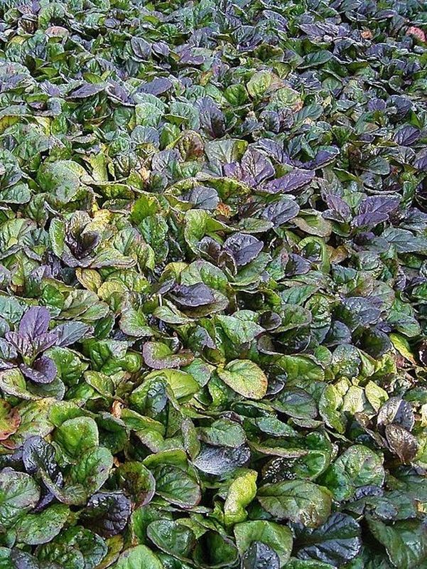 Ajuga reptans ‘Atropurpurea’