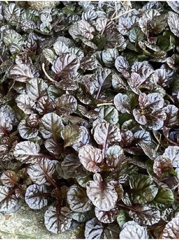 Ajuga reptans ‘Black Scallop’