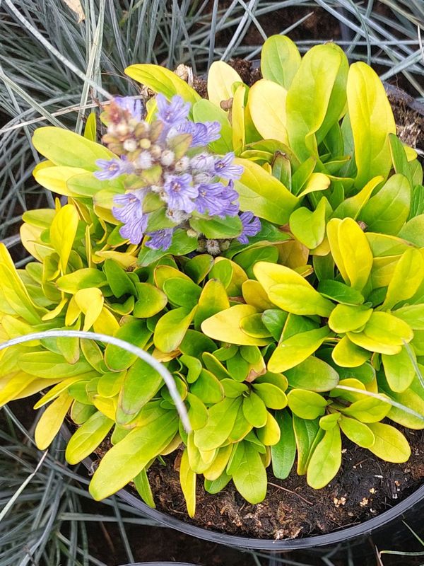 Ajuga reptans ‘Feathered Friends™ Cordial Canary’