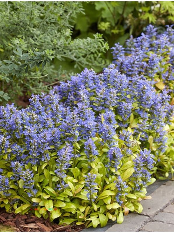 Ajuga reptans ‘Feathered Friends™ Petite Parakee’