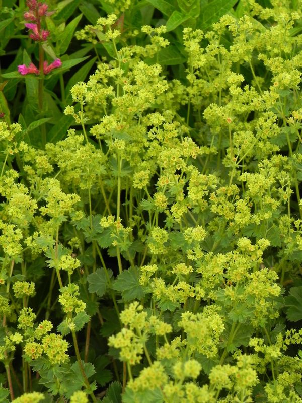 Alchemilla erythropoda ‘Alma’
