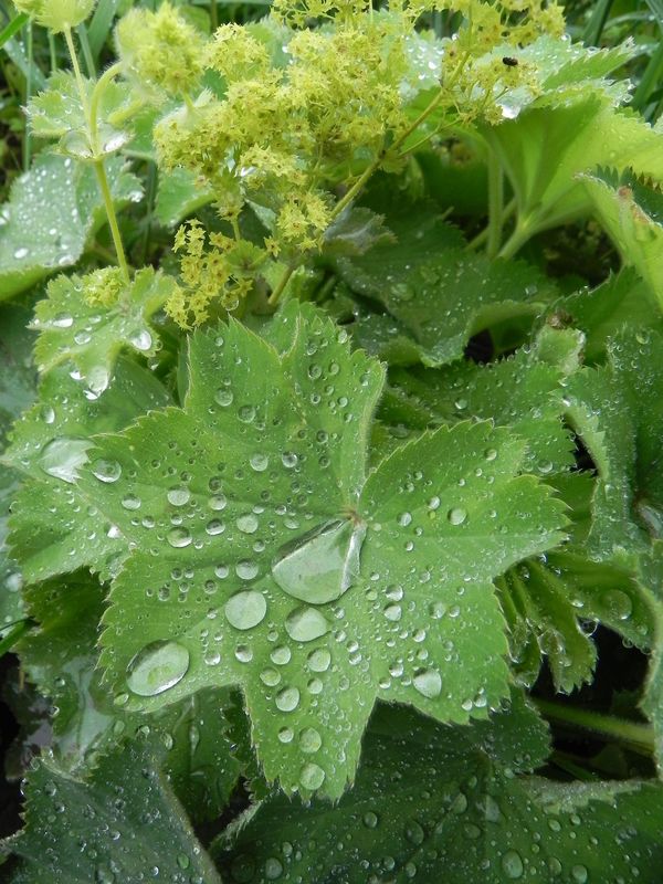 Alchemilla mollis ‘Thriller’