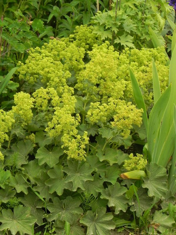 Alchemilla mollis ‘Irish Silk’