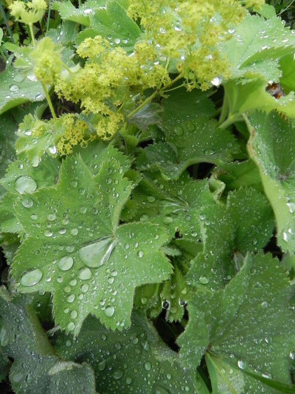 Alchemilla mollis ‘Irish Silk’