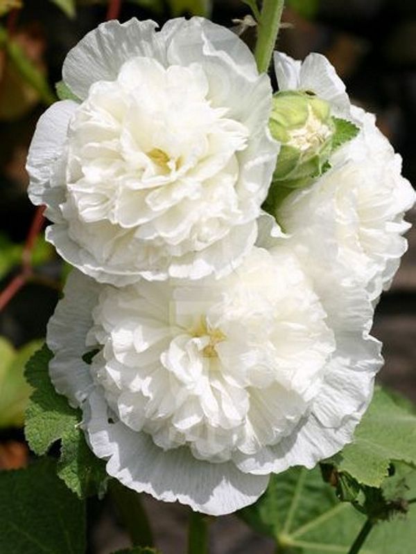 Alcea rosea ‘plena Chater`s White’