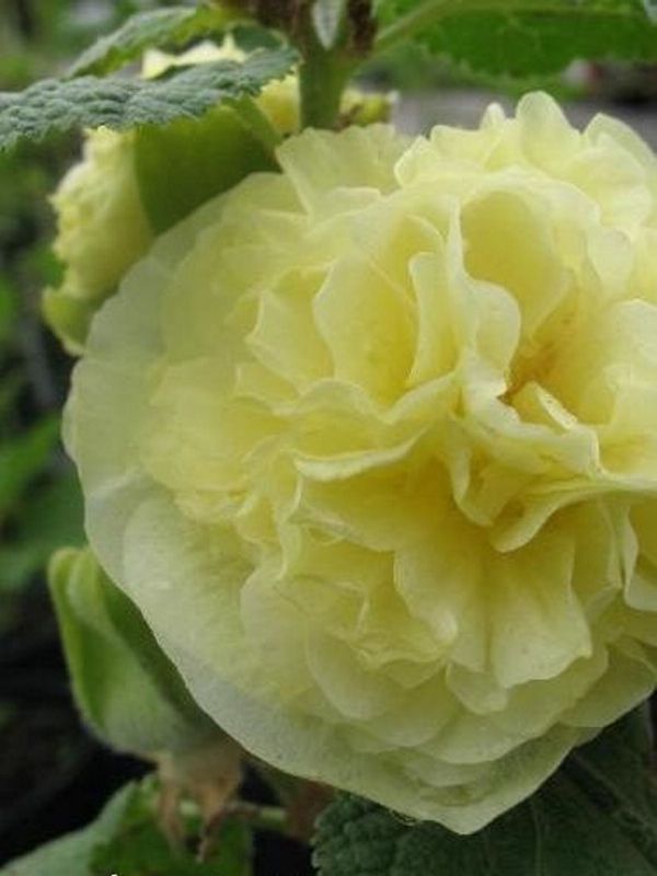 Alcea rosea ‘plena Chater`s Yellow’