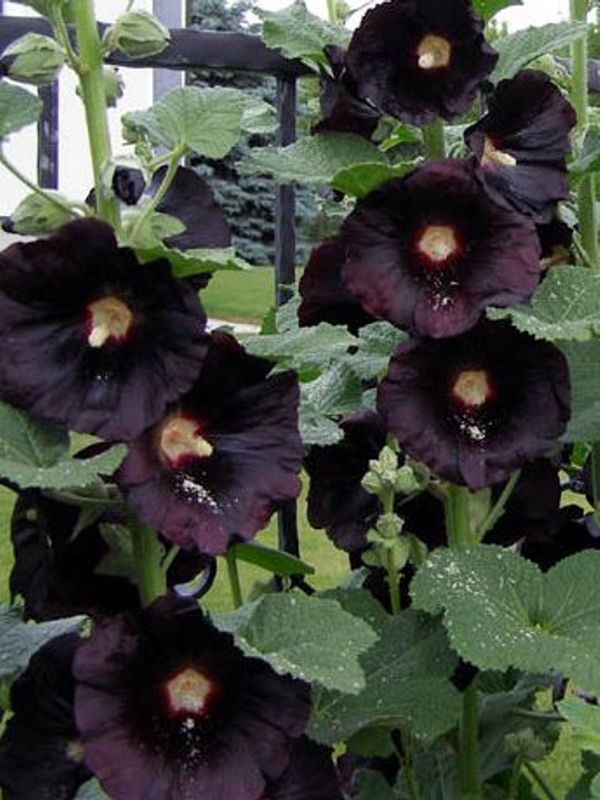 Alcea rosea ‘Nigra’
