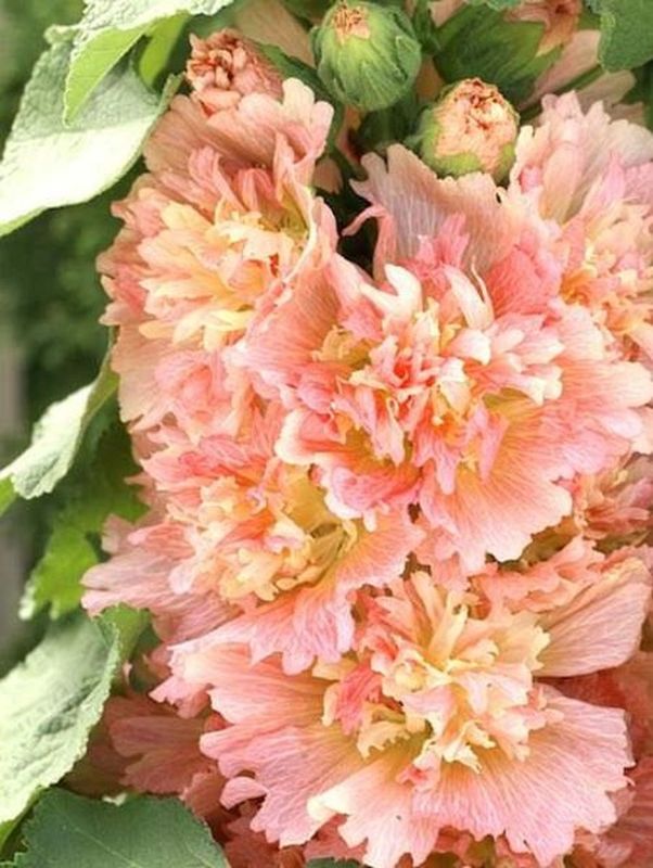 Alcea rosea ‘Spring Celebrities™ Apricot’