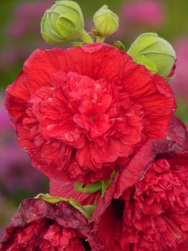 Alcea rosea ‘Chaters Double Scarlet’