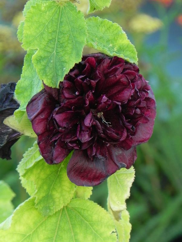 Alcea rosea ‘Chaters Double Purple’