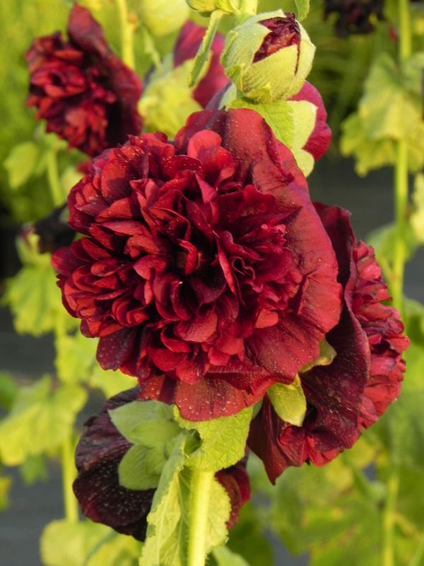 Alcea rosea ‘Chaters Double Purple’