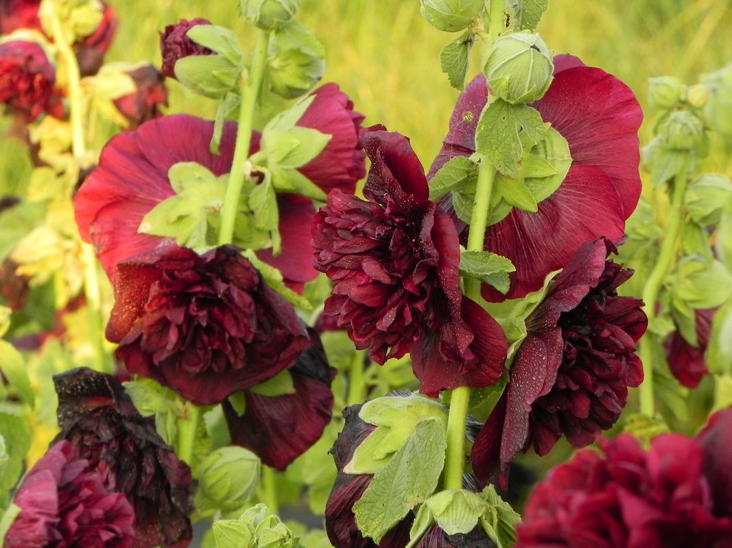 Alcea rosea ‘Chaters Double Purple’