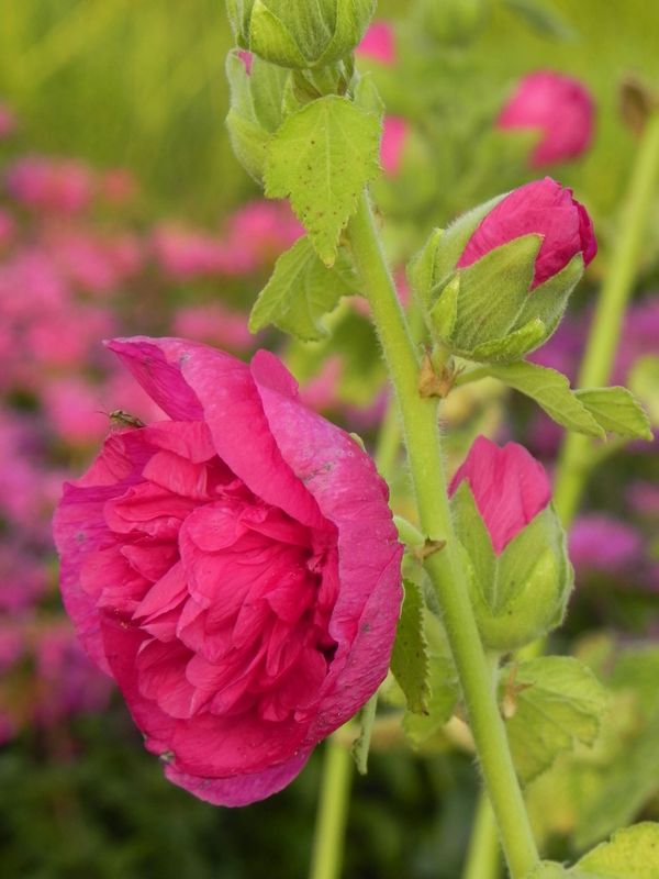 Alcea rosea ‘Chaters Double Violet’