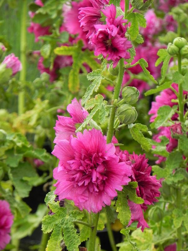 Alcea rosea ‘Spring Celebrities™ Purple’