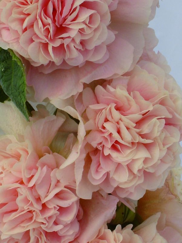 Alcea rosea ‘Chaters Double Apricot’