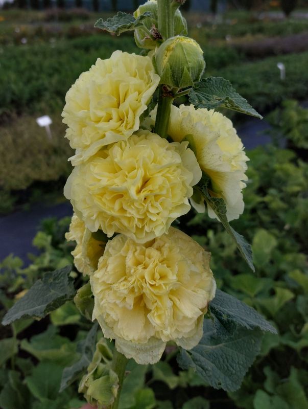 Alcea rosea ‘Chaters Double Yellow’