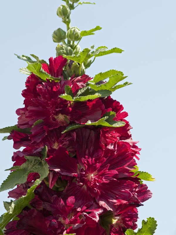 Alcea rosea ‘Spring Celebrities™ Crimson’