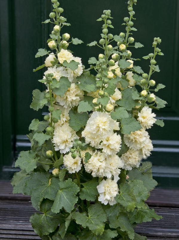 Alcea rosea ‘Spring Celebrities™ Lemon’